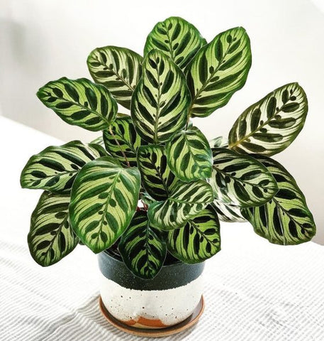 Calathea varieties 