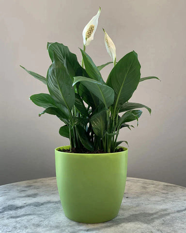 Peace lily - 5 Plants to improve mental health