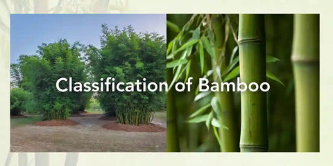 Classification of Bamboo