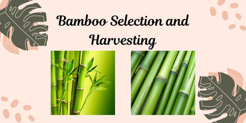 selecting bamboos and harvesting for bamboo cups