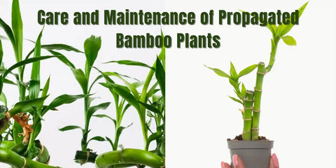 Maintaining Propagated Bamboo