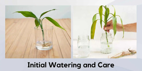 Initial care for bamboo cuttings
