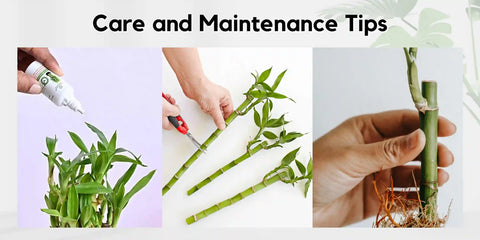 lucky bamboo lifespan tips