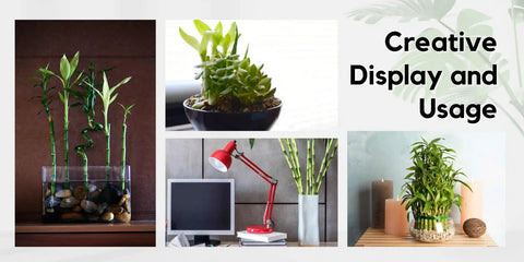lucky bamboo usage and creative display