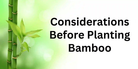 Bamboo planting considerations