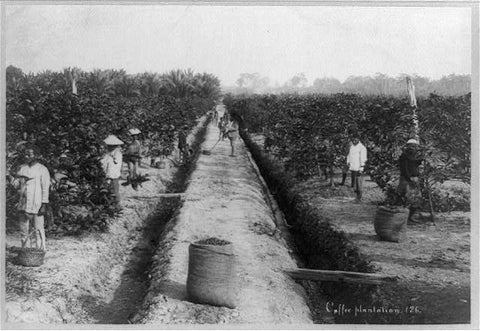 Coffee plantation in Australia, c.1908