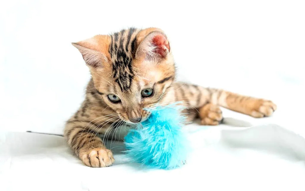 pisica ce se joacă și mușcă din jucăria cu sunete