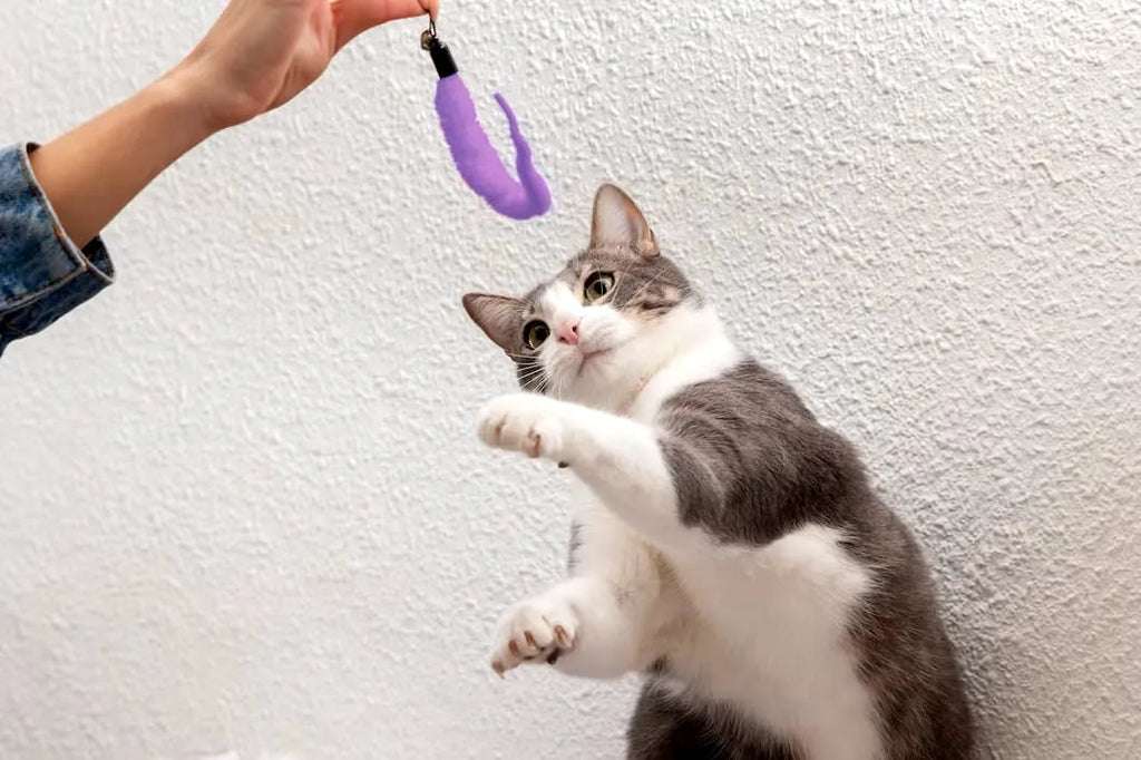 pisica se joacă veselă cu jucăria smart ball