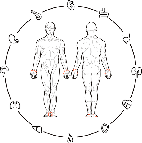 Ryodoraku organ wheel.png__PID:471ce82c-9915-40ba-95e8-26f493d9b88e