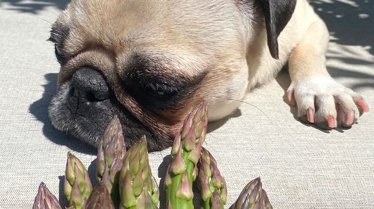 How Much Asparagus Can Dogs Consume