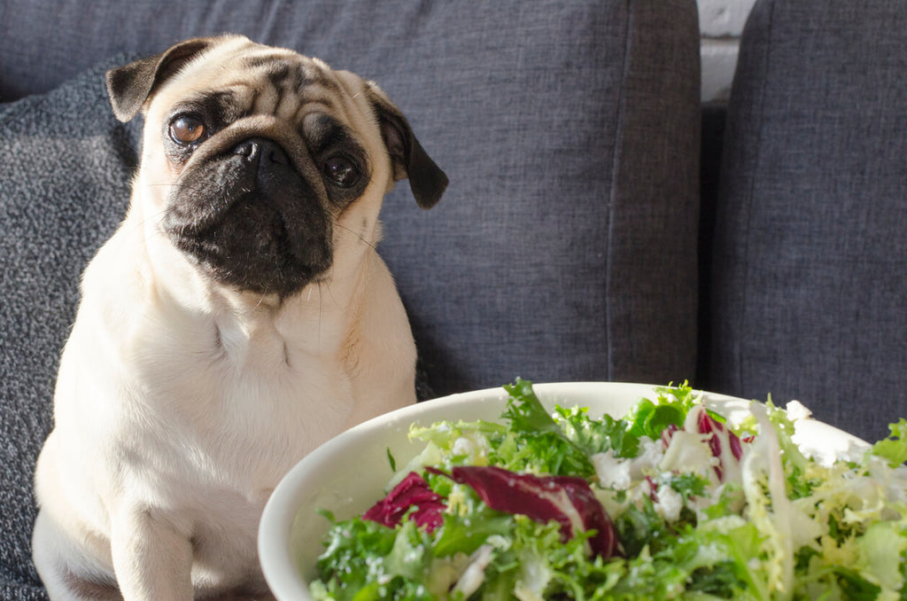 How to Prepare Lettuce for Dogs