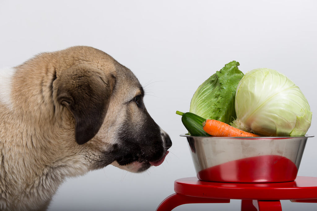 Substitutes for Lettuce in Dog Diets