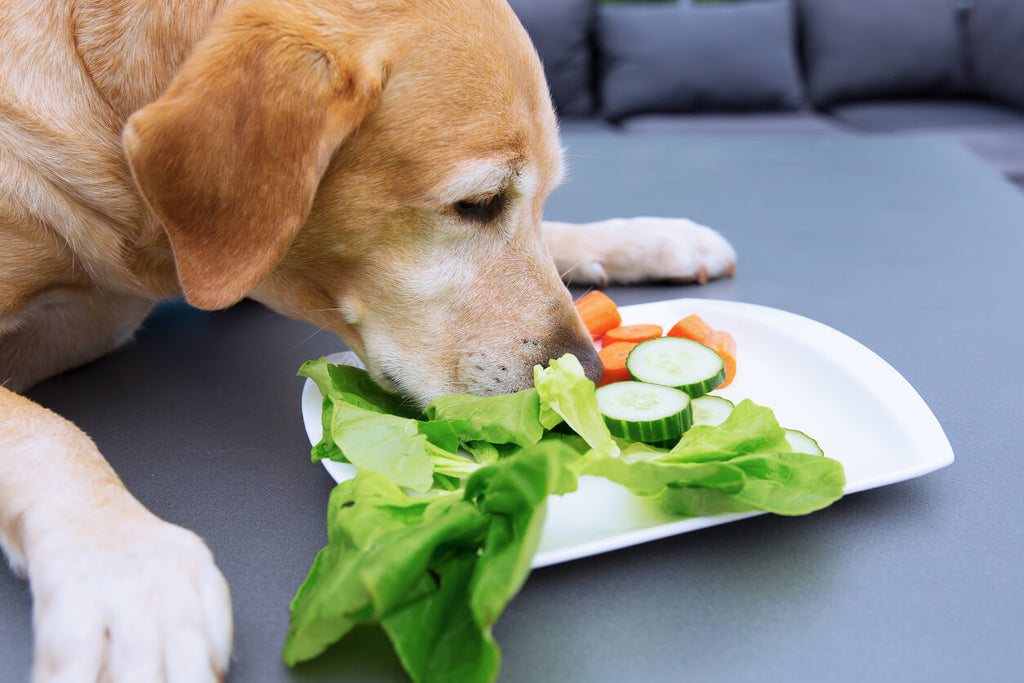 The Best Alternatives to Asparagus for Dogs