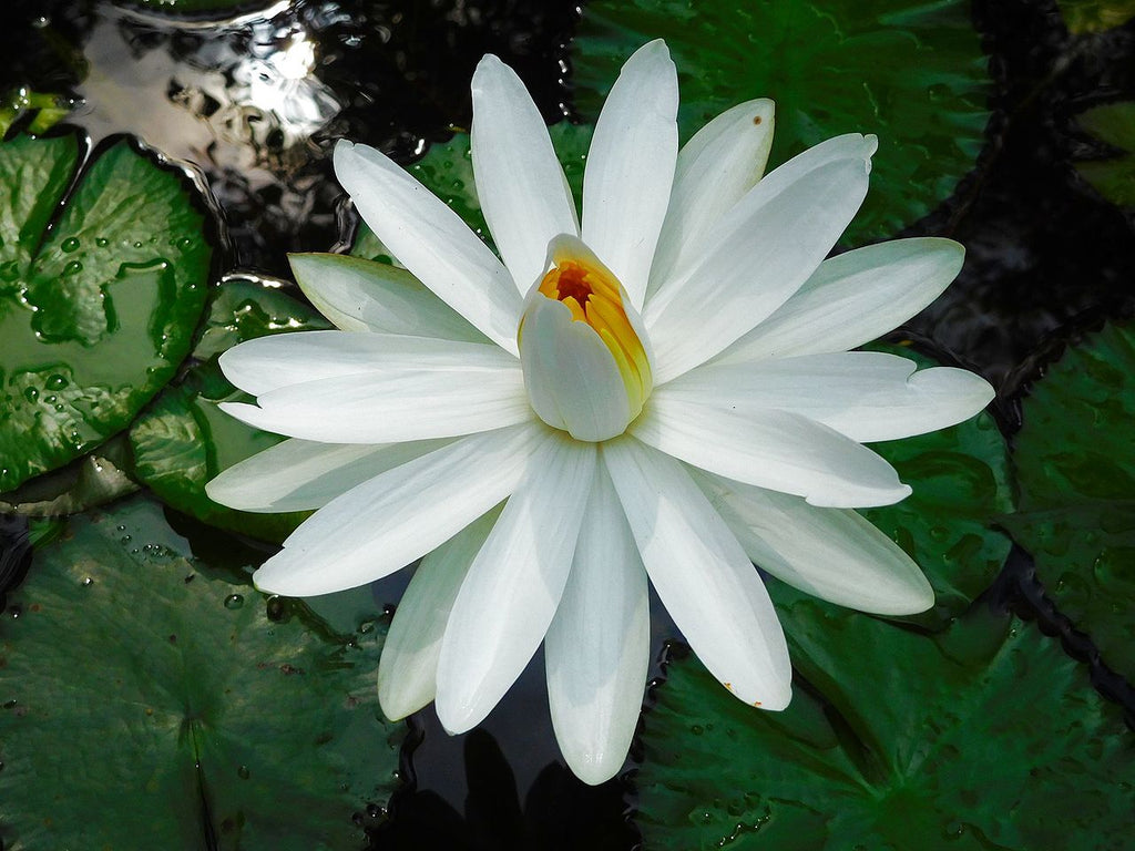 water lily flower meaning in hindi