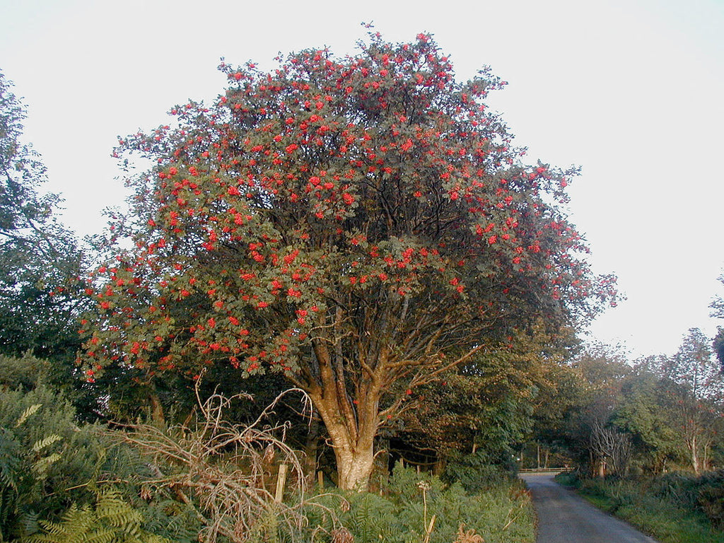 are mountain ash tree berries toxic to dogs