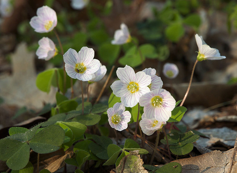 Wild Edible Of The Week 46 Wood Sorrel Www Bushgear Co Uk