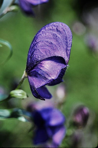 Monkshood