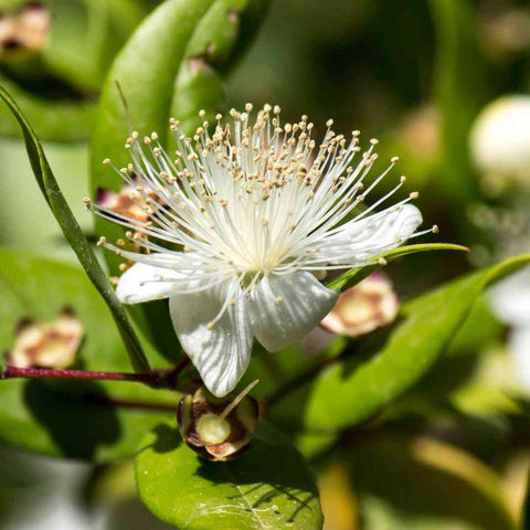 Anise Myrtle Flower