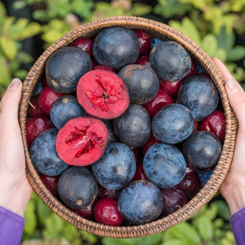 Davidson Plums in basket