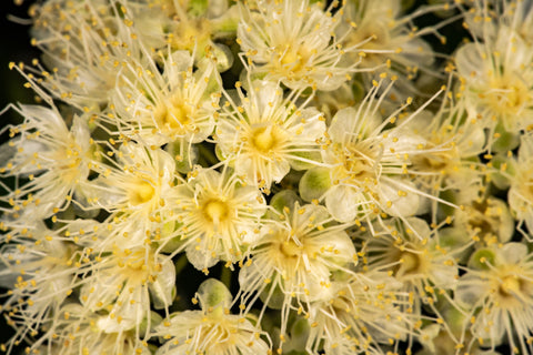 Lemon Myrtle Flower