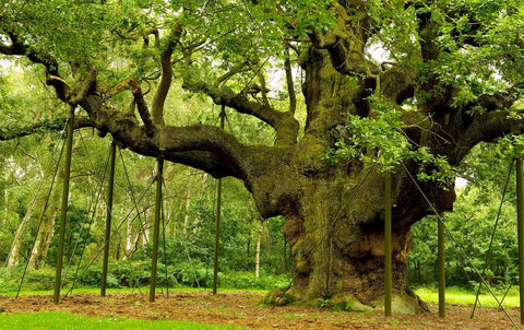 Major Oak UK