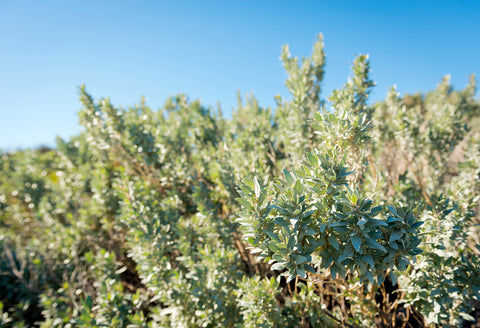 Saltbush Plant