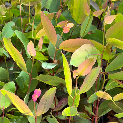 Strawberry Gum Plant