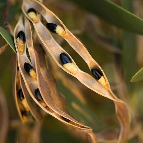 Wattleseed pod