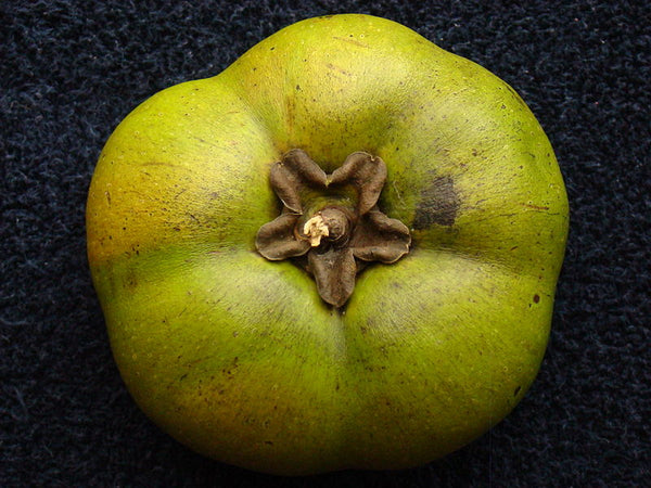 Black Sapote Fruit 