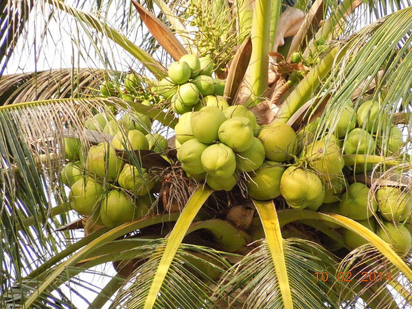 Tropical Wild Edibles - The Coconut Tree – Bushgear