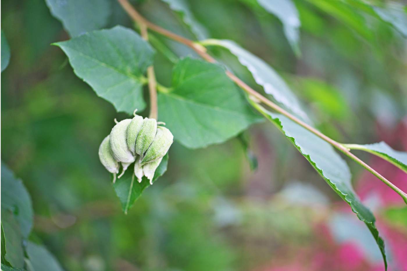 arbre styrax