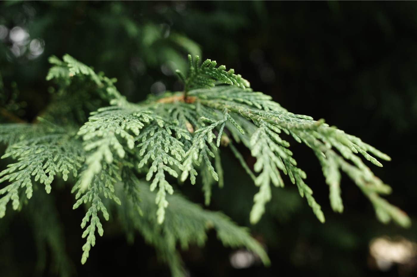 incense cedar