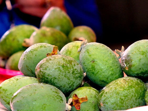 Feijoa (Foto: Globo Repórter)