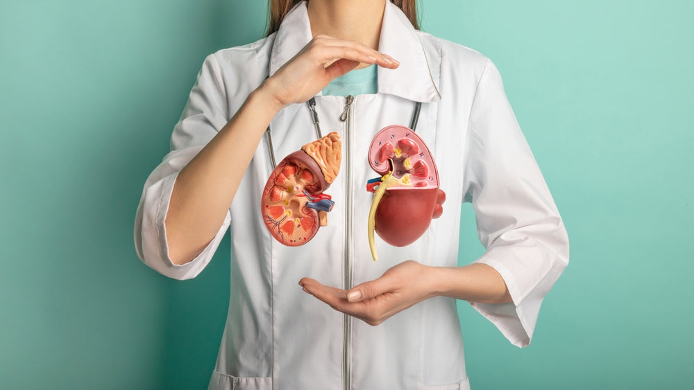 Quercetin and Kidney Health