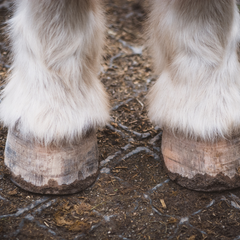 Founder in Horses: Signs, Prevention, + Treatment