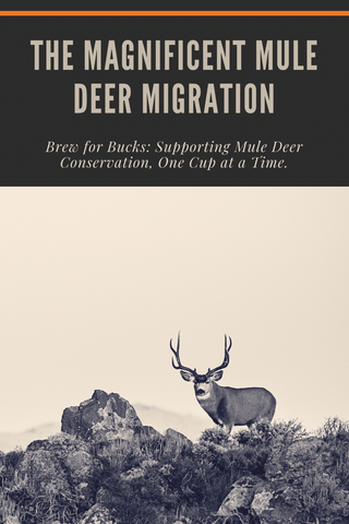 Pin image with a big buck mule deer to pin and save for later on Pinterest.