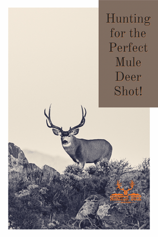 Hunting for that perfect mule deer shot. Big buck mule deer in its natural surroundings of sagebrush and rocks in the mountains of Wyoming.