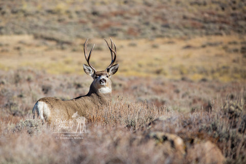 Mule deer with tall antlers in the vast sagebrush prairie of Wyoming.