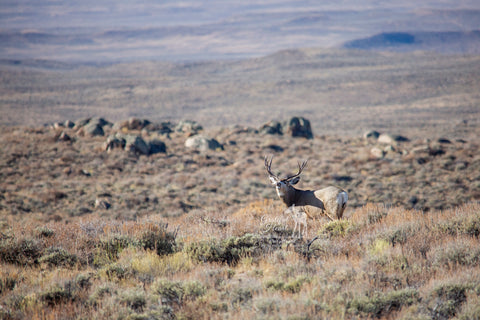 Buck mule deer in the Windriver Mountain Range of Wyoming.