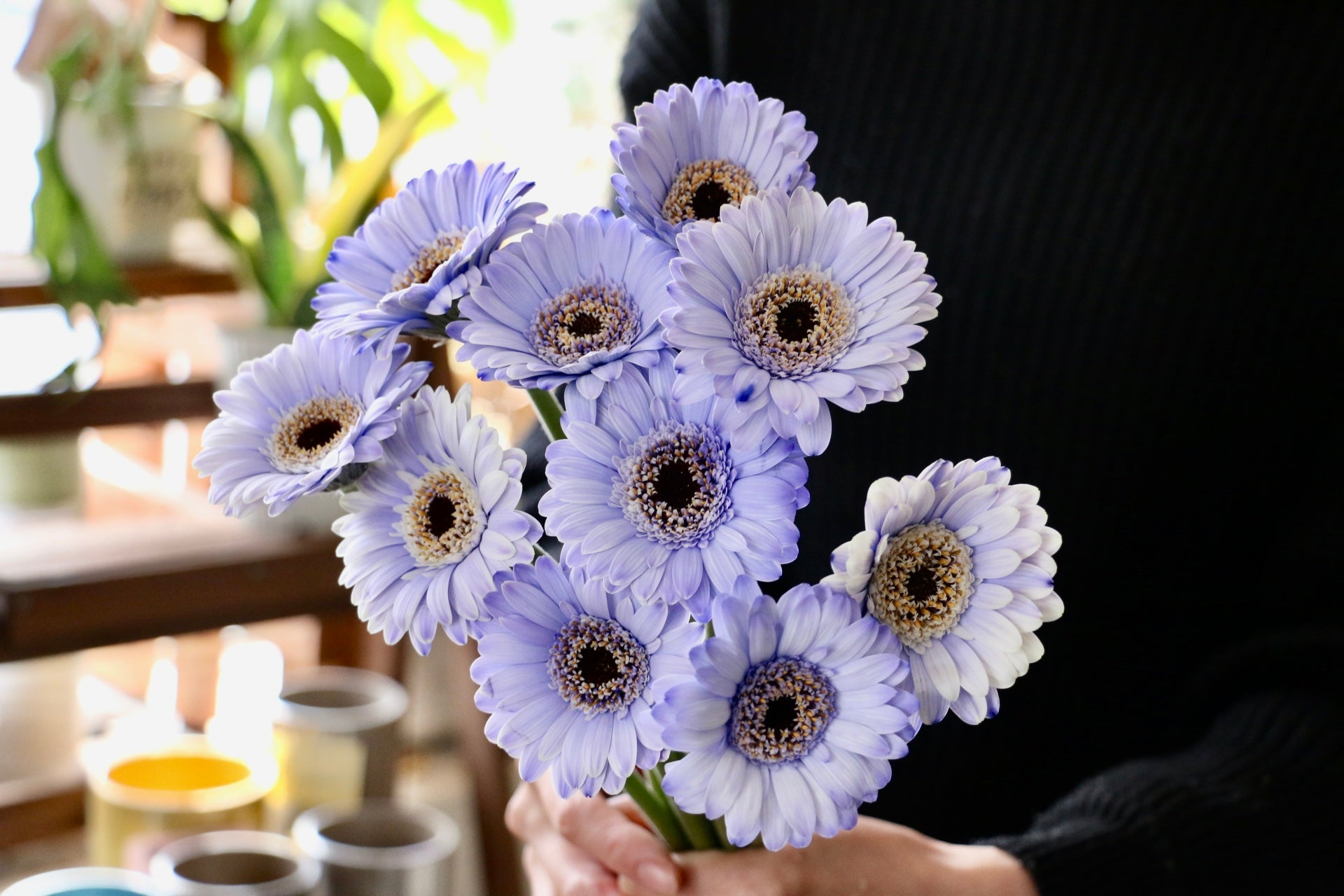 紫色ガーベラの花束