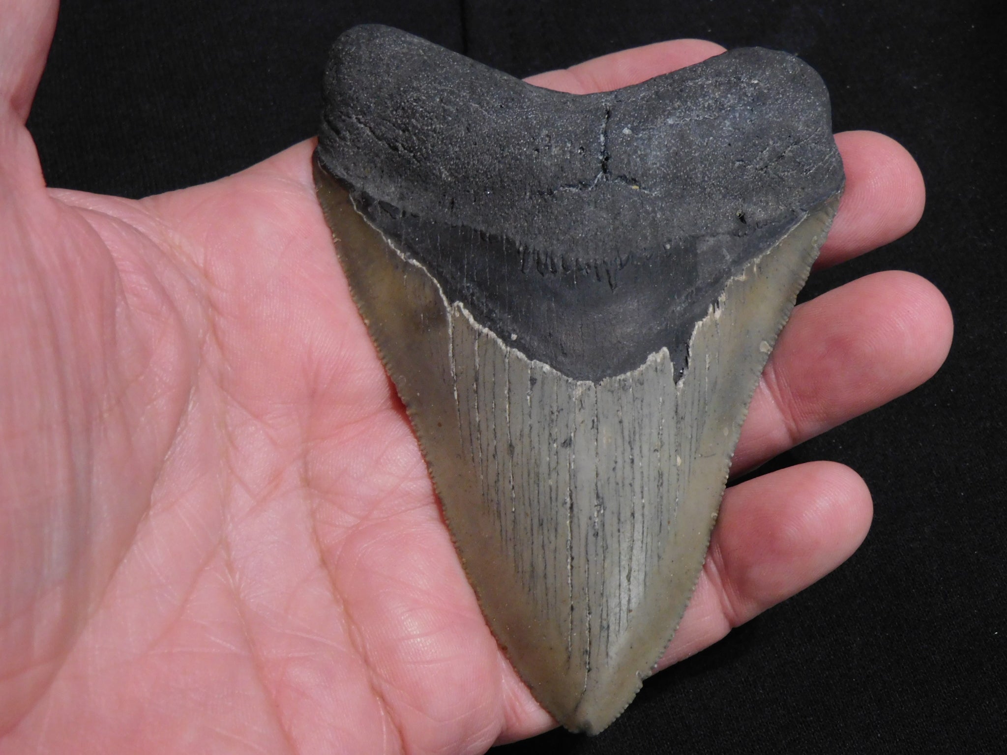 4. inch Megalodon Tooth