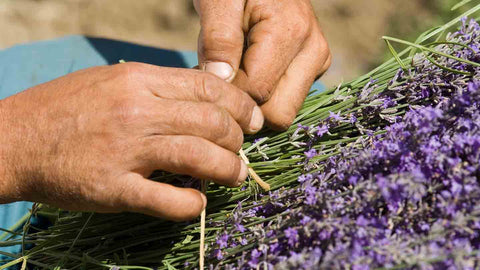 Lavender bouquet in preparation