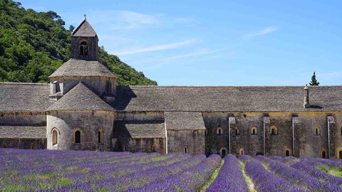 A large house and its field of purple lavender