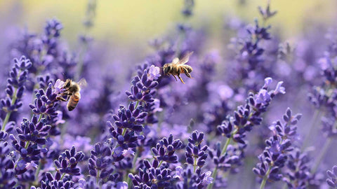 Field of purple lavender with two bees