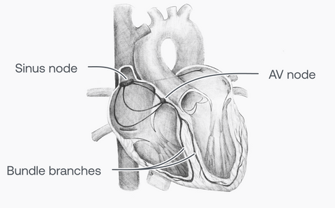 Drawing of cardiac electrical system