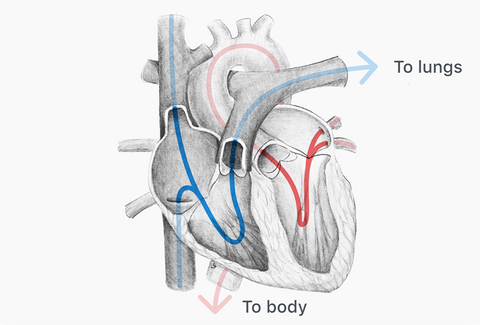 Drawing of blood flow pattern in an anatomical heart