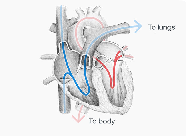 Illustration of cardiac blood flow pattern