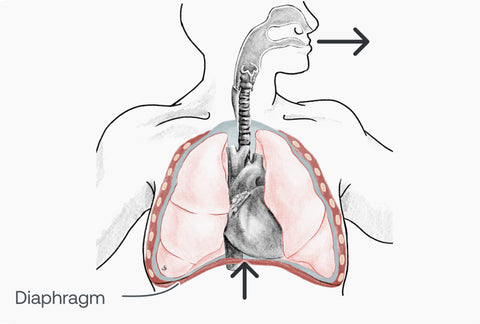 Drawing of respiratory exhalation