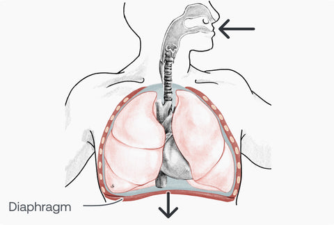 Drawing of respiratory inhalation