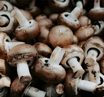 a-unique-combination-of-organic-mushroom-extracts